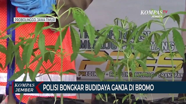 Budidaya Ganja di Lereng Bromo Terbongkar, Ditanam di Lahan Sayuran