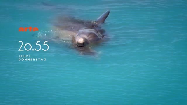 Bande-annonce - les bébés dauphins - Arte (jeudi 4 août à 20h55)
