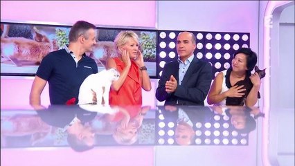 Sophie Davant tacle un intervenant en direct dans C'est au programme