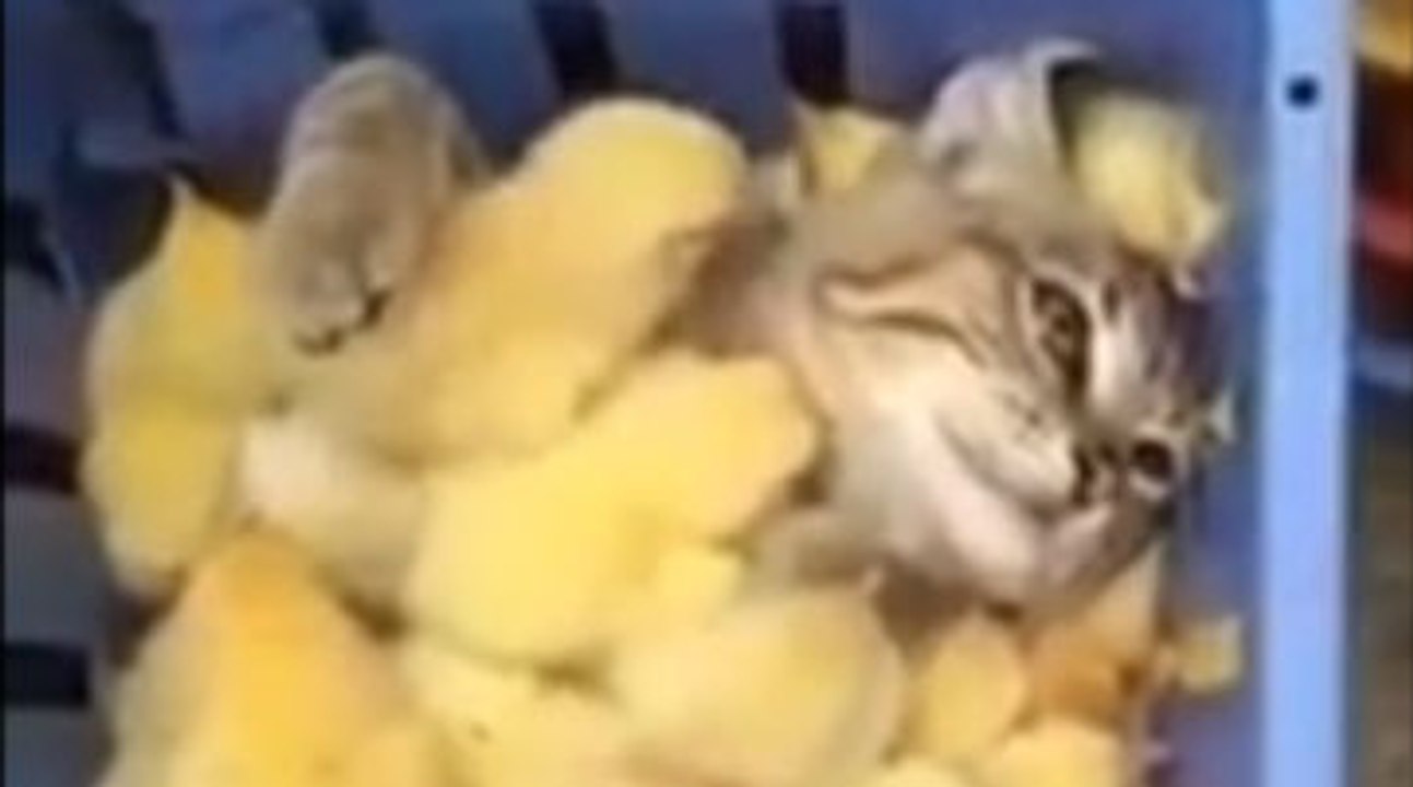 Ce chat s'est immiscé dans une cagette remplie de poussins ! Le Zapping web