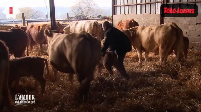 Zapping télé-réalité : Surréaliste ! Il tente de soigner un veau avec ses dons de guérisseur dans L'amour est dans le pré