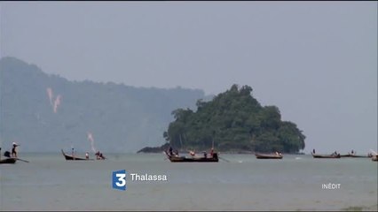 Thalassa - France 3 (vendredi 5 août à 20h55)