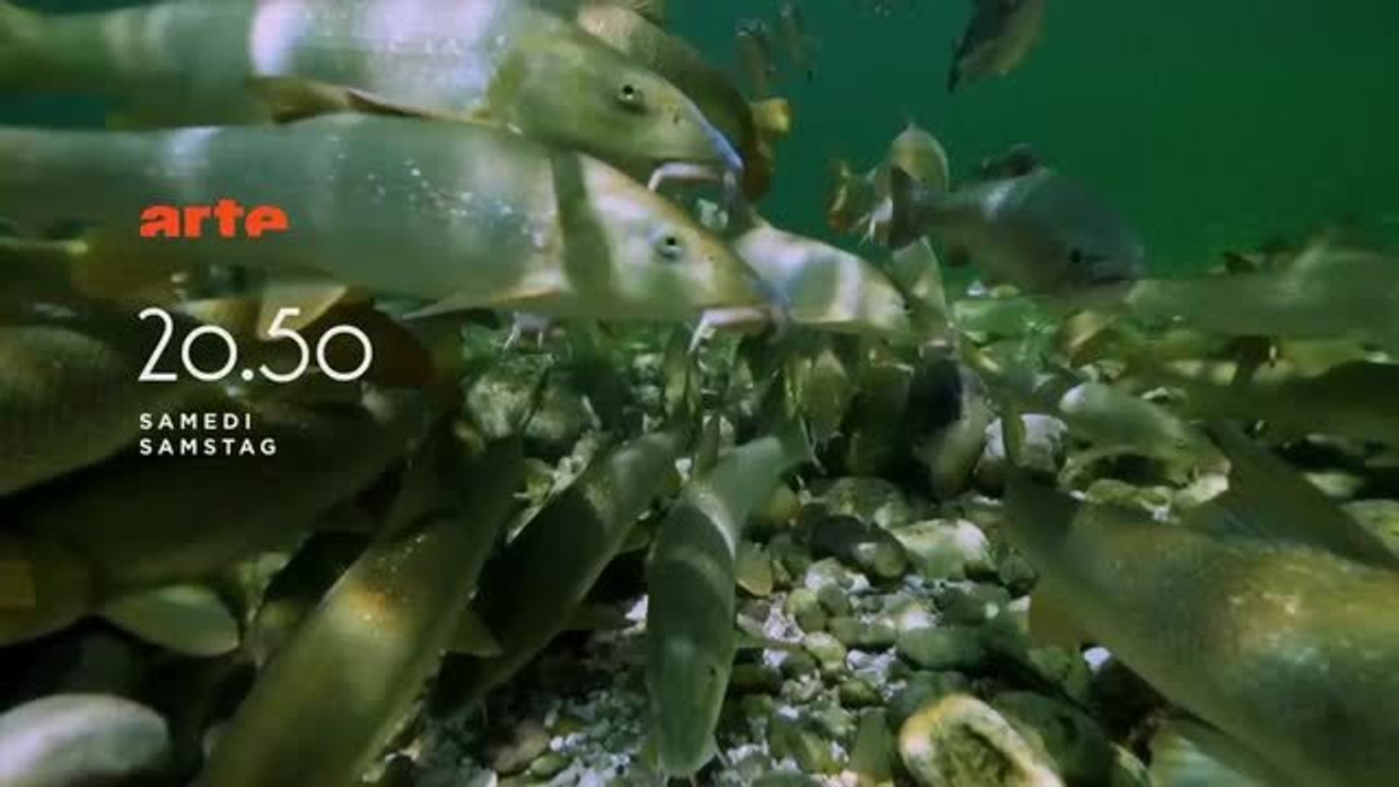 Bande-annonce - Le Rhin, au fil de l'histoire (Arte) Samedi 11 juin à 20h50