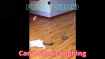 Funny Cats and Dog Video. Funny animal Video. Cute animal Video. Cute cats and dog video