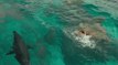 Instinct de survie : Blake Lively en face à face avec un grand requin blanc dans un premier teaser stressant (VF)