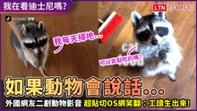 動物會說話？！外國網友二創寵物影片 貼切OS網笑翻：工讀生出來！