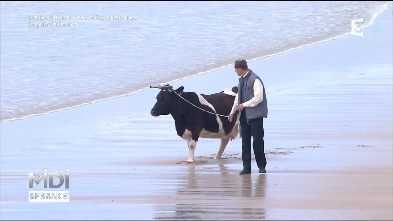 Insolite : la promenade d'une vache sur la plage dans Midi en France... 