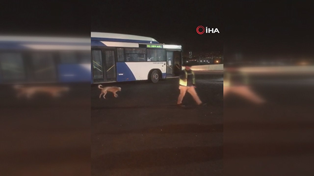 Ankara'da otobüs şoförünün köpekle yaşadığı eğlenceli anlar kamerada