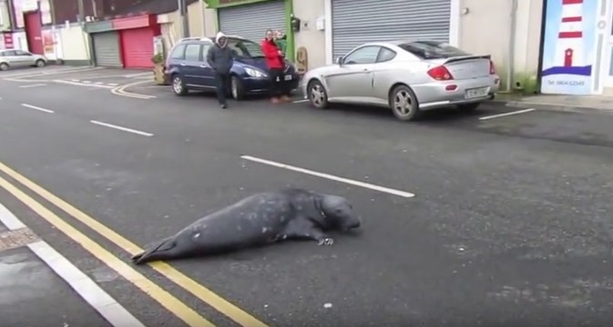 Sammy le phoque se balade en ville... Le zapping web !