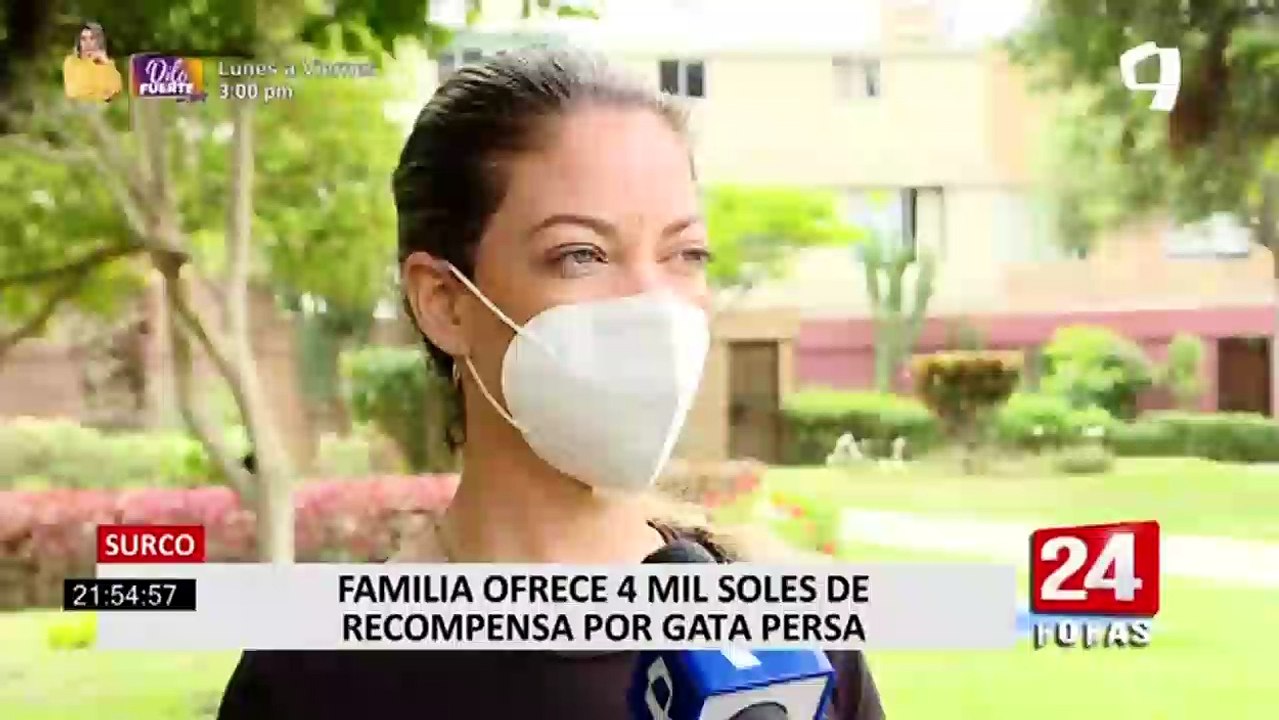 Ofrecen S/ 4.000 de recompensa por gata persa que se llevaron en Surco