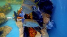 Bande-annonce : Les rois des aquariums (RMC découverte) Samedi 5 mars