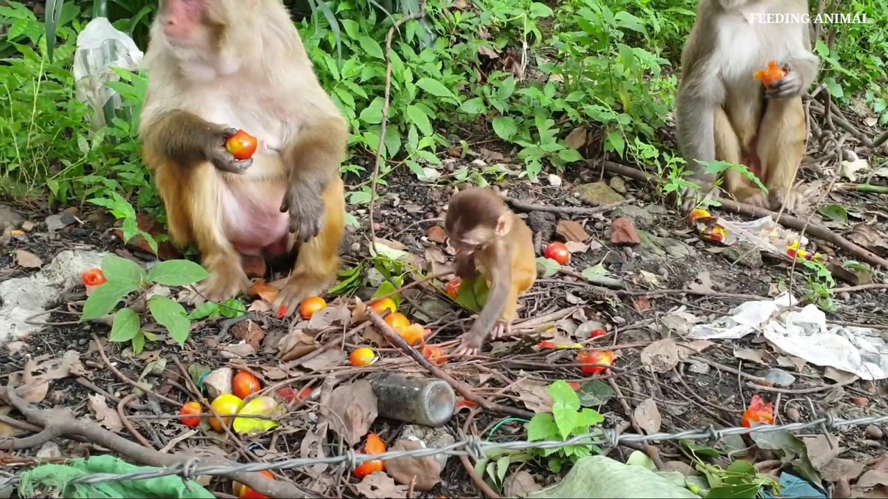 feeding one crate box tomatoes to the hungry monkey __ monkey eat tomato_Full-HD