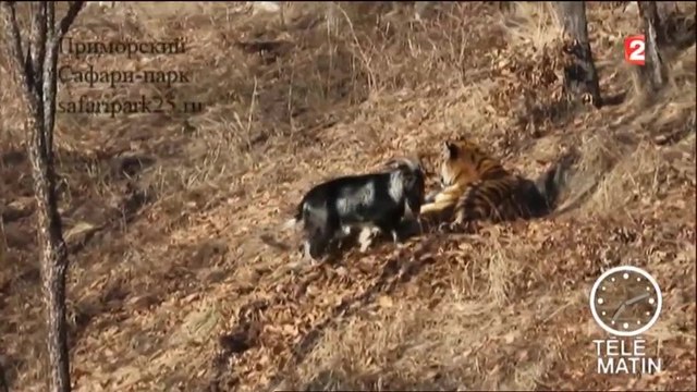 Insolite : un tigre se prend d'amitié pour son casse-croûte (un bouc)