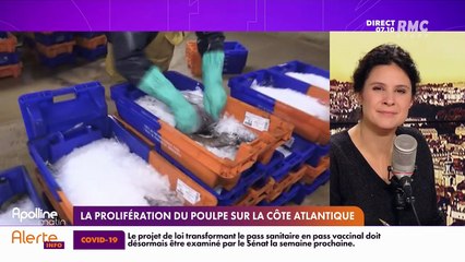 RMC chez vous : La prolifération du poulpe sur la côte atlantique - 06/01