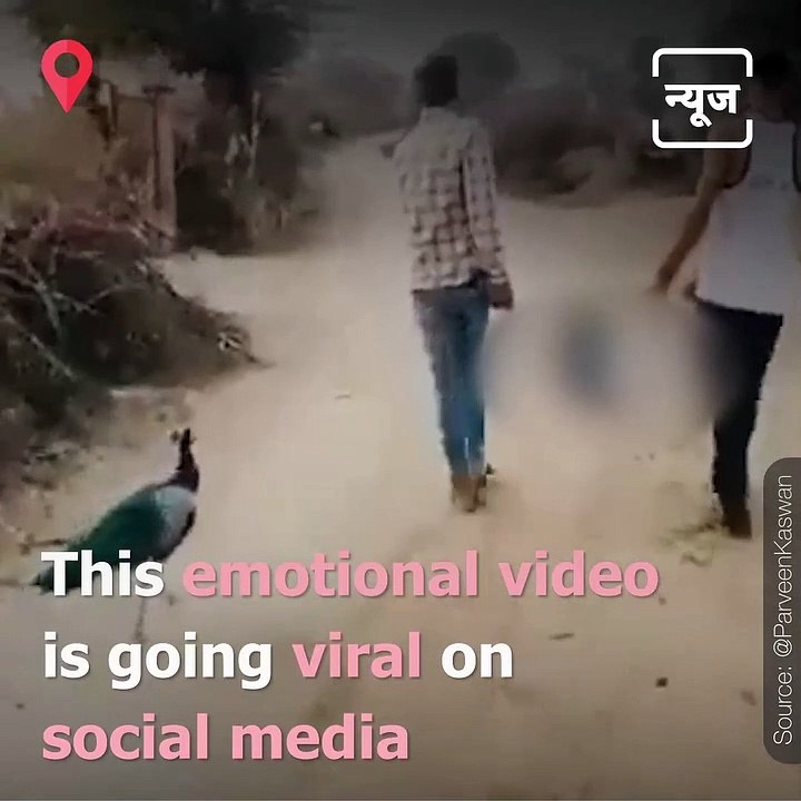 Peacock Follows Men Taking Its Dead Partner’s Body in Rajasthan