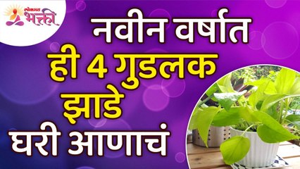 नवीन वर्षात कोणती ४ गुडलक झाडे घरी आणायची? Which 4 Goodluck Trees to bring home in the new year?