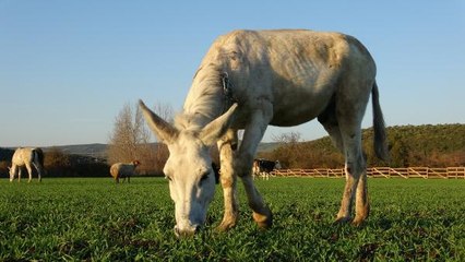 MARDİN'DE ÇÖP TOPLAYAN YARALI EŞEK, BURSA EMEKLİ HAYVANLAR ÇİFTLİĞİ'NDE
