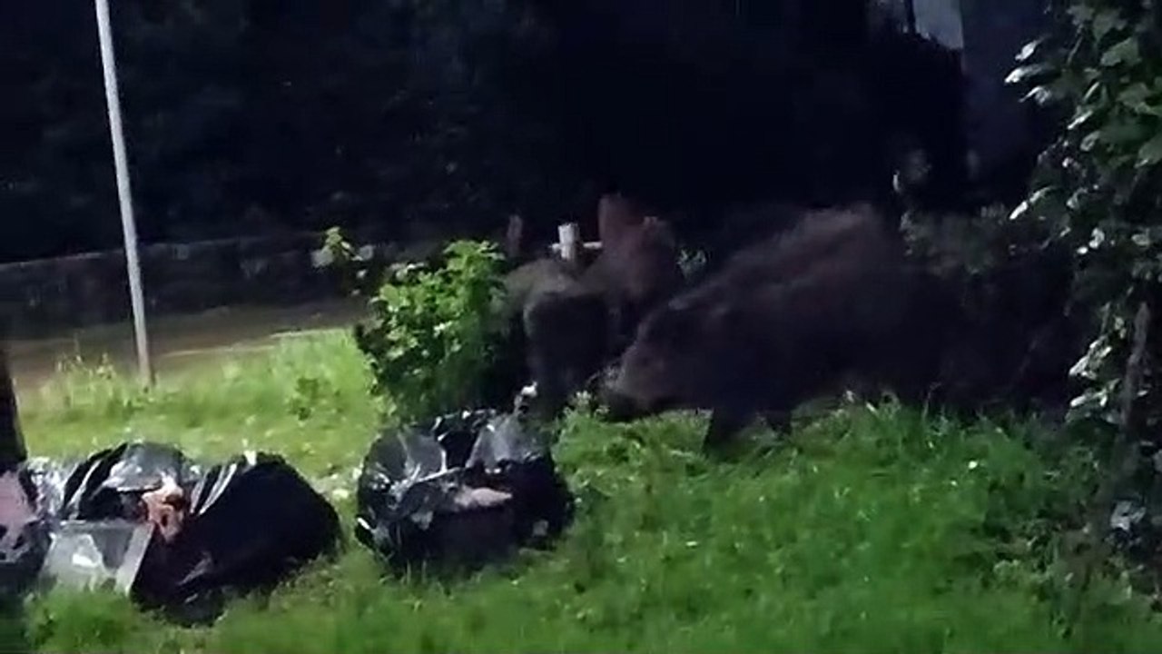 Bagno a Ripoli, cinghiali in mezzo alle case rovistano tra i sacchi dei rifiuti