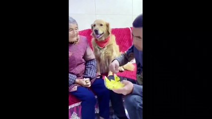 Kandırılan köpeğin tepkileri gülümsetti