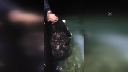 Kaçak deniz patlıcanı avlayan 5 kişiye para cezası kesildi