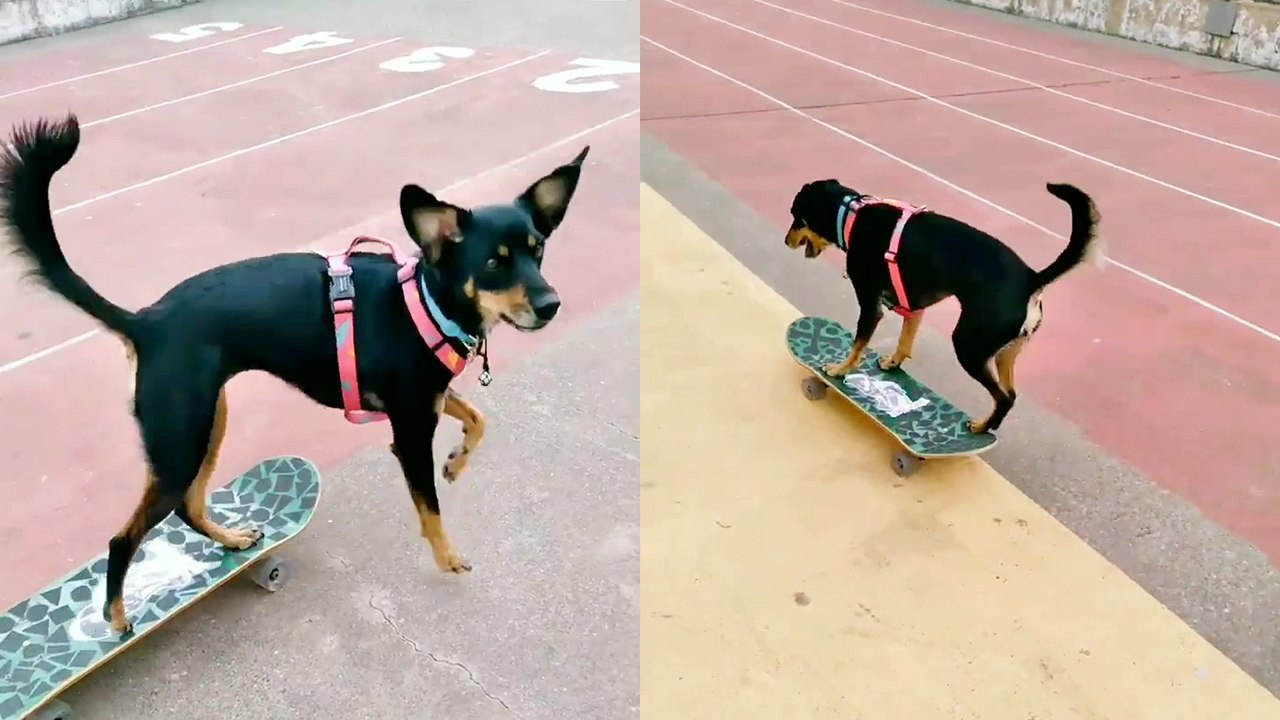 'Sporty dog flips over and effortlessly rides a skateboard without any help'