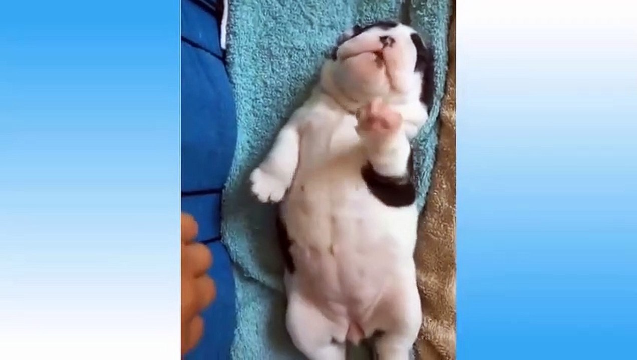 #4, Cute Animals.