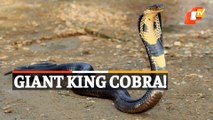 WATCH | 16-Feet-Long Giant King Cobra Rescued In Dhenkanal