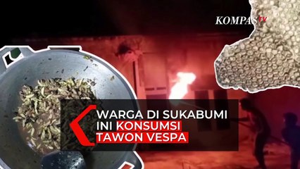 Bayi dan Telur Tawon Vespa Jadi Lauk di Sukabumi