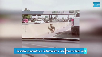 Rescató un perrito en la Autopista y la historia se hizo viral