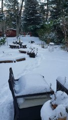 Eagles Tangled at the Talons