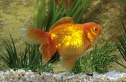 Scientists teach goldfish how to drive for treats