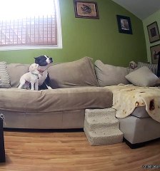 Bulldog Little Brother Pesters Older Dog to Play