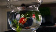 『金魚妻』
