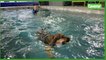 Plongée dans une piscine chiens admis