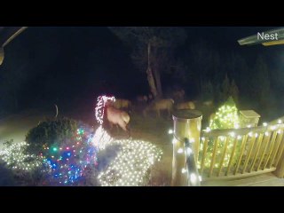 Deer Gets Tangled in Christmas Cheer