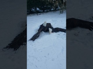 Eagles Tangled at the Talons