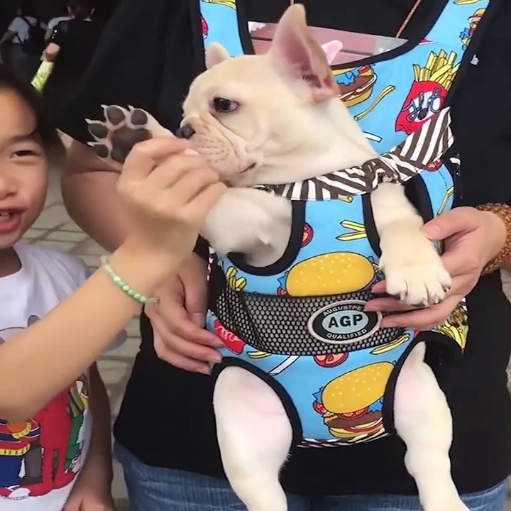 Baby Dogs  Cute and Funny Dog Videos Compilation #6 | Funny Puppy Videos 2020