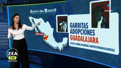 ¿Dónde adoptar una mascota? Aquí algunas opciones