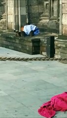 Une bande de loutres volent la couverture d'un orang outan