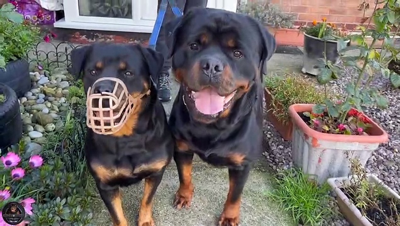Morning Routine With Our Rottweilers