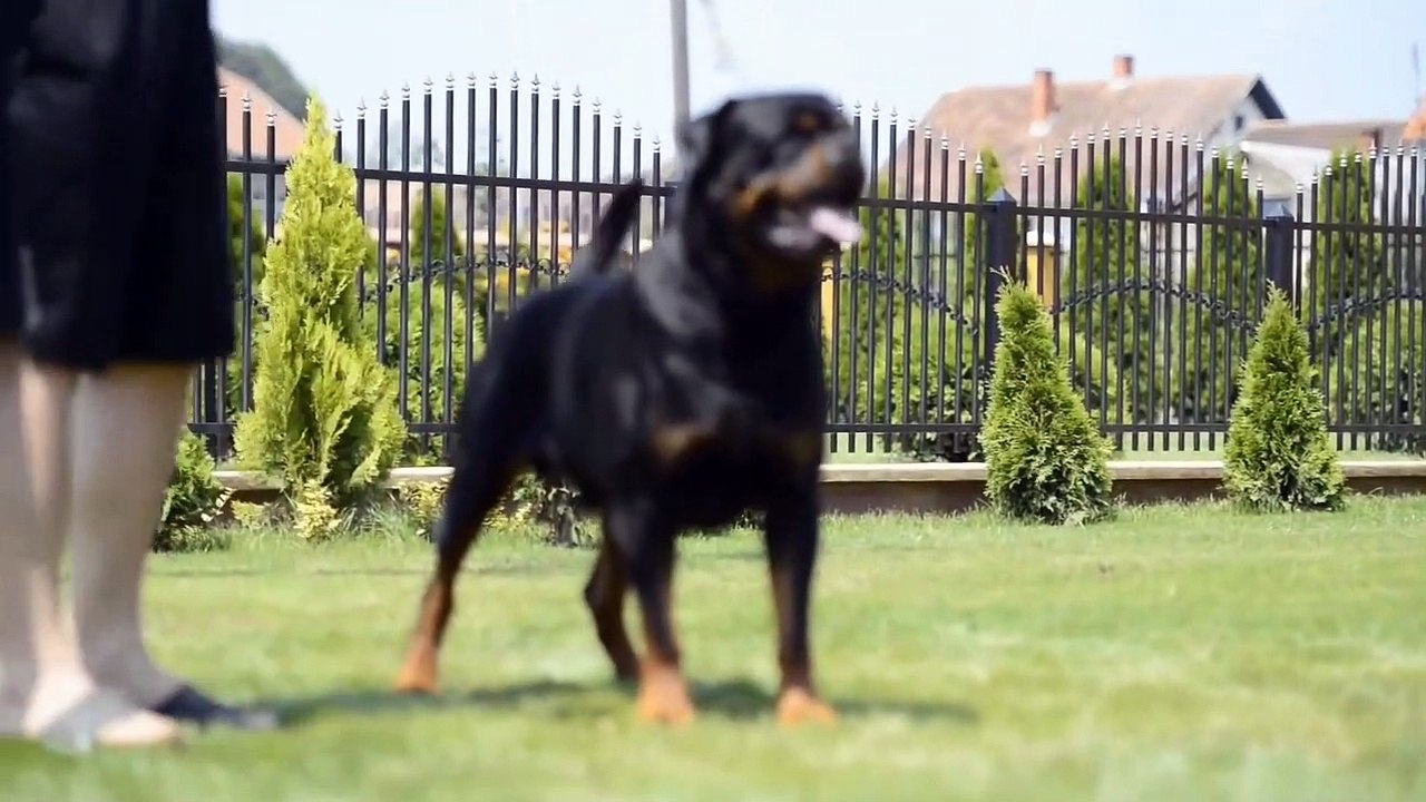 REX TIMIT TOR _ ROTTWEILER _ BEST ROTTWEILER IN THE WORLD _ DOG SHOW _ SERBIA