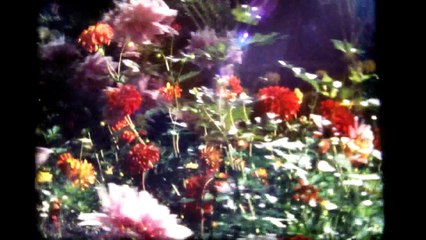 Dahlias surimpressions