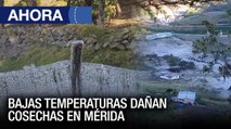 Bajas temperaturas dañan cosechas en #Mérida - #06Ene - Ahora