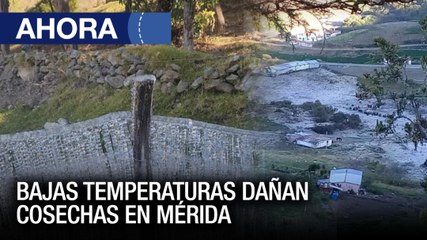 Bajas temperaturas dañan cosechas en #Mérida - #06Ene - Ahora