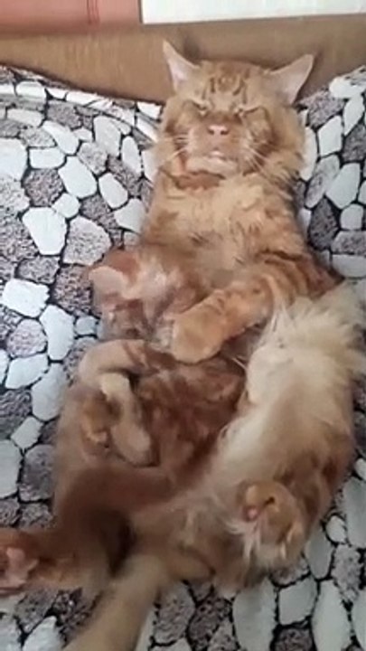Dad Struggles to Nap with Restless Kitten