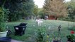 Dog Chases Away Wild Deer in Garden