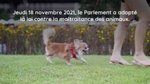 Loi sur la maltraitance animale définitivement adoptée par le Parlement