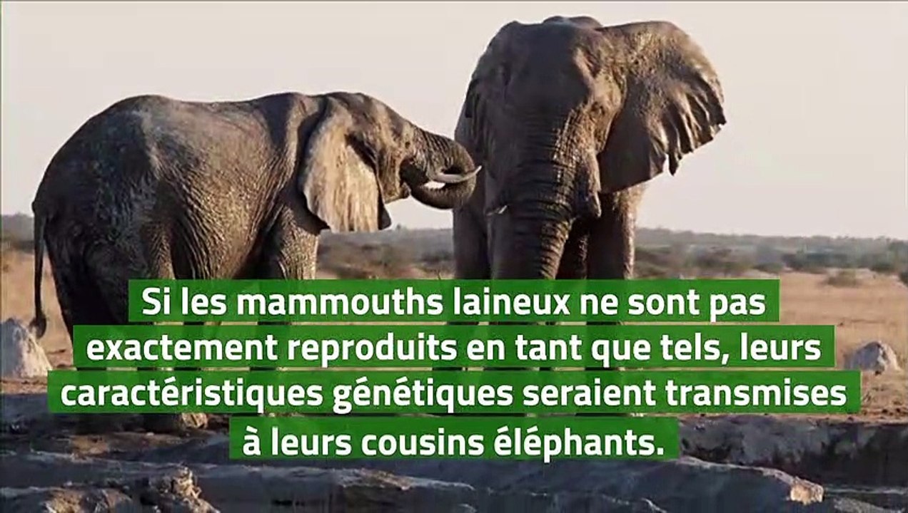 Une start-up veut ressusciter le mammouth laineux d'ici 2027