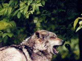 Ares Of The Silver Moon Pack