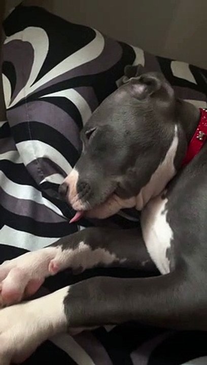 Puppy Drifts Off to Dreamland